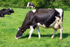 Характеристика породы коров