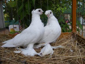 Как разводить бойных голубей