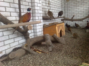 Условия для птиц фазанов