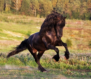 Фризская лошадь скачет на лугу фото