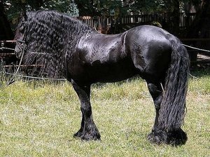 Фризская лошадь с длинной гривой фото