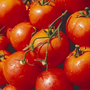 Как выращивать сорт томата