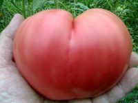 Как выраститьь томат бычье сердце