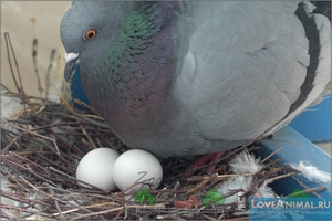 Как откладывают яица голуби