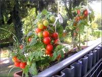 Как посадить помидоры в горшок