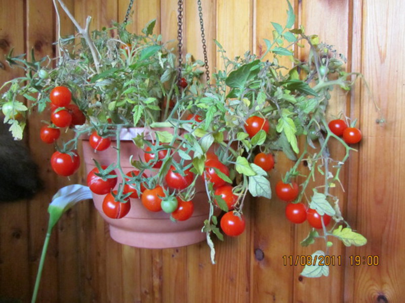 Особенности сортов томатов