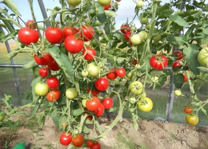 Как вырастить помидоры благовест