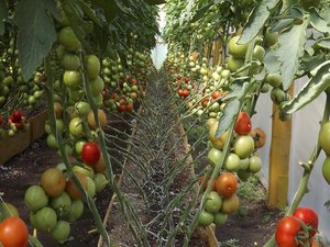 Сорта томатаов для выращивания в домашних условиях