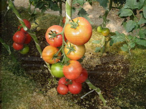 Сорта помидоров