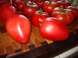 Как вырастить томаты мазарини