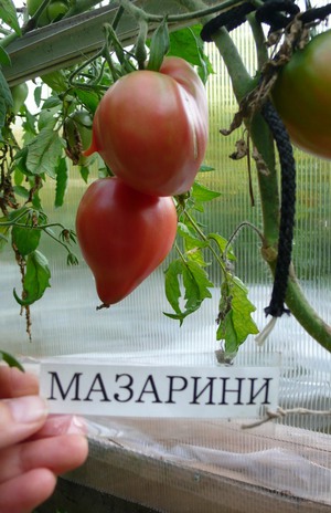 Спсоы выращивания томатв мазарини