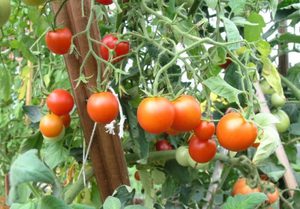 Как посадить томаты сибирский скороспелый