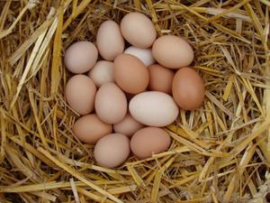 Полезные свойства куриного яйца