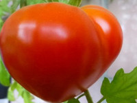 Как вырастить томаты буденовка