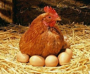 Сколько яиц несут куры Ломан Браун