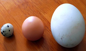 Как использовать гусиные яйца