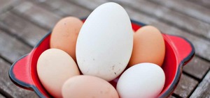 Польза гусиных яиц