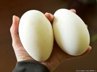 Полезны ли гусиные яйца