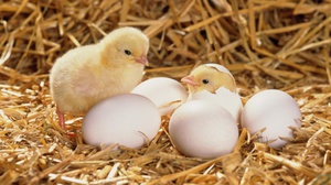 Как выращивать цыплят из инкубатора в домашних условиях?