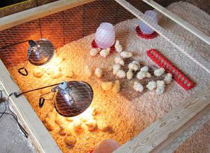 Как организовать освещение для цыплят