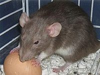 Какой вред наносят крысы в курятнике