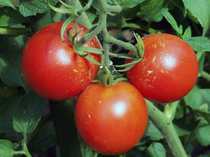 Разновидности помидоров
