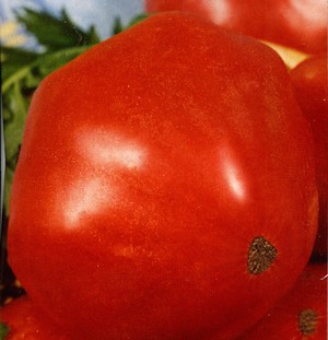 Какими болезнями могут болеть помидоры