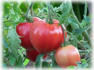Характеристика сорта томатов Большая мамочка
