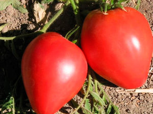 Плоды сорта томатов Большая мамочка