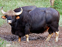 Яки и быки крупных размеров