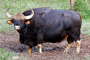 Яки и быки крупных размеров