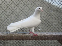 Как выглядит бакинская порода голубей