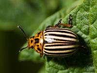 Как избавиться от колорадского жука