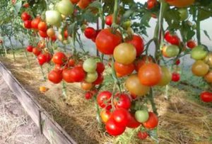 Как вырастить томат евпатор