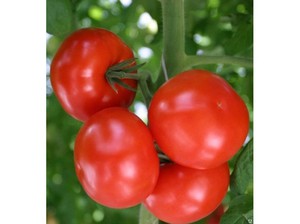 Как посадить томат евпатор