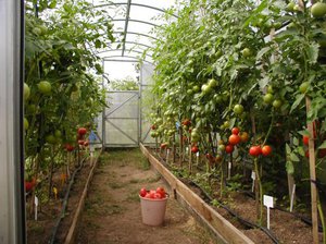 Виды подкормок для томатов