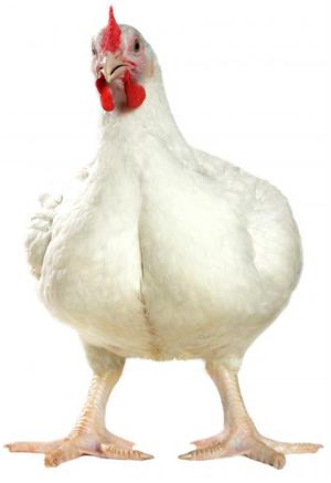 Курица-бройлер фото