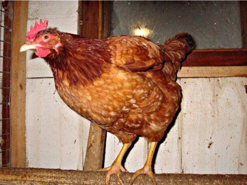 Курица ереванской породы фото