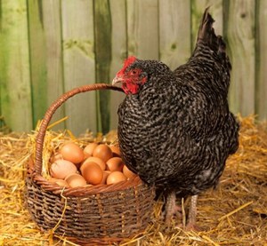 Курица и яйца фото