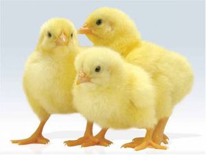 Трое цыплят (бройлера) 