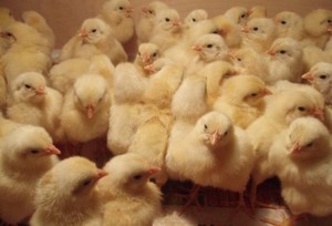 Трехнедельные цыплята-бройлеры фото