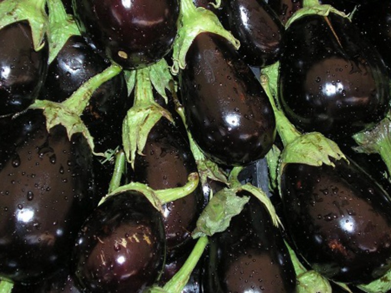 Урожайность баклажана Черный красавец