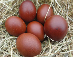 Яйца от кур породы Маран