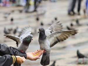Уличное кормление голубей