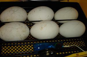 Инкубация гусиных яиц 