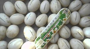 Отбор гусиных яиц для инкубатора