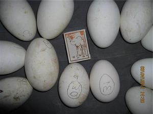 Предварительная обработка отобранных для инкубации яиц