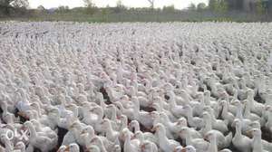 Ферма белых гусей