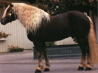 Характеристика породы лошади