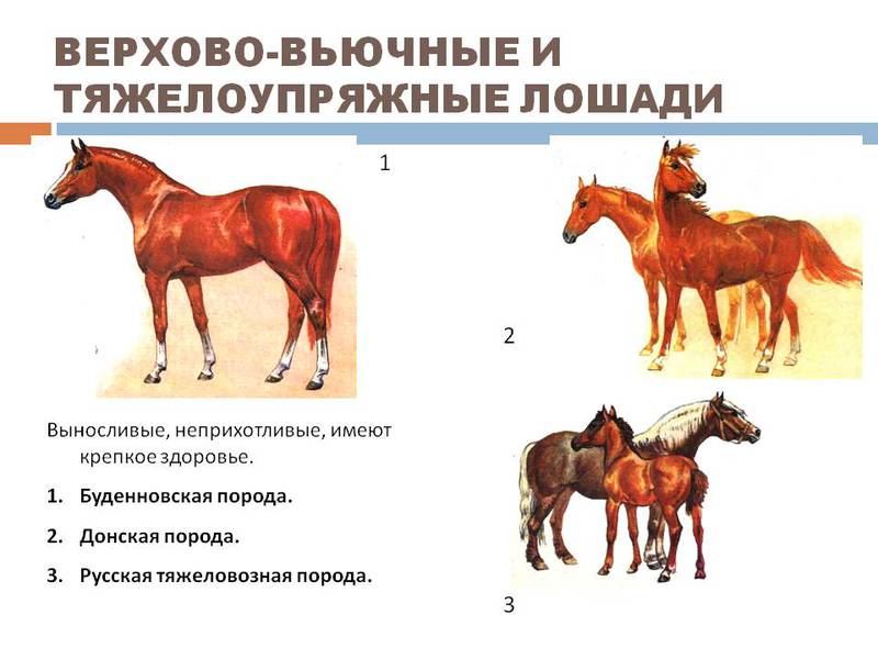 Особенности строения тела лошади по породе